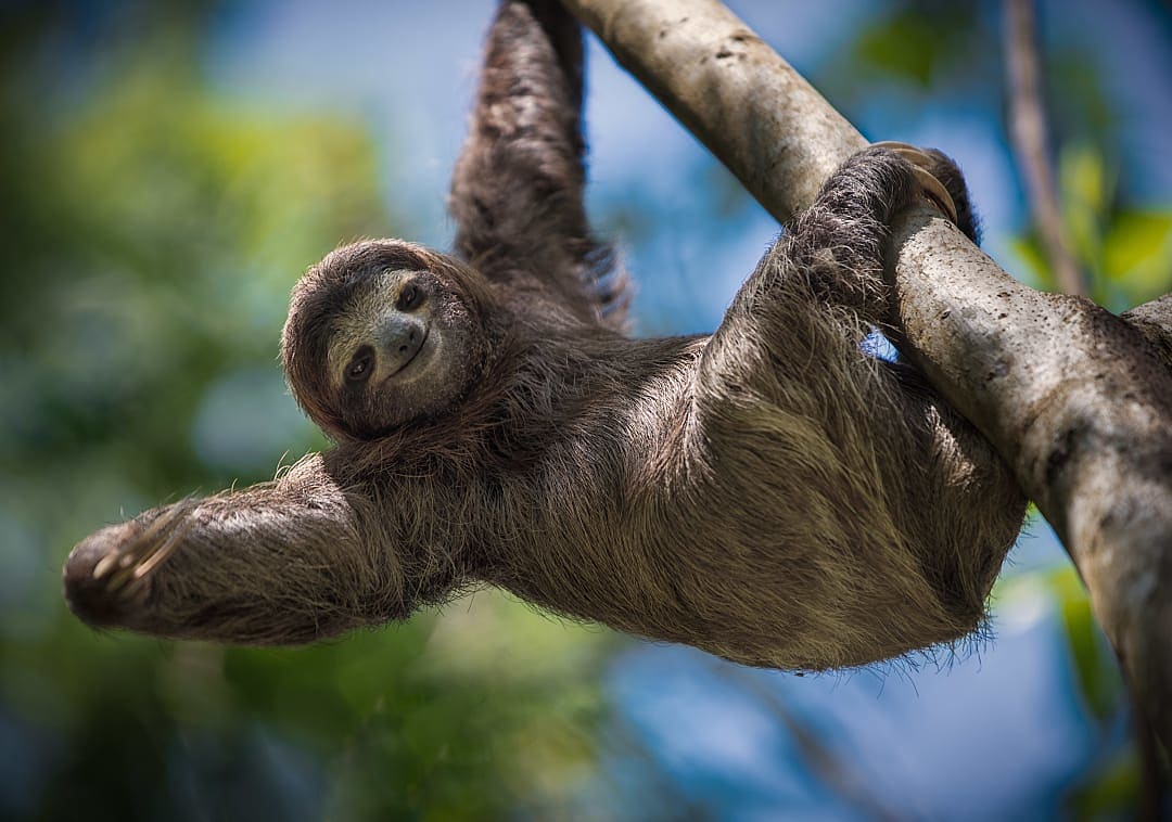 Sloth hanging from a tree in the rainforest of Costa Rica