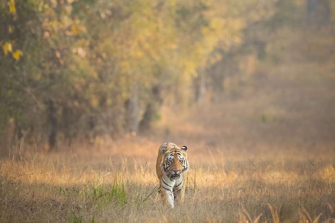 Bengal tiger walking through dry grass in golden morning light at Tadoba National Park