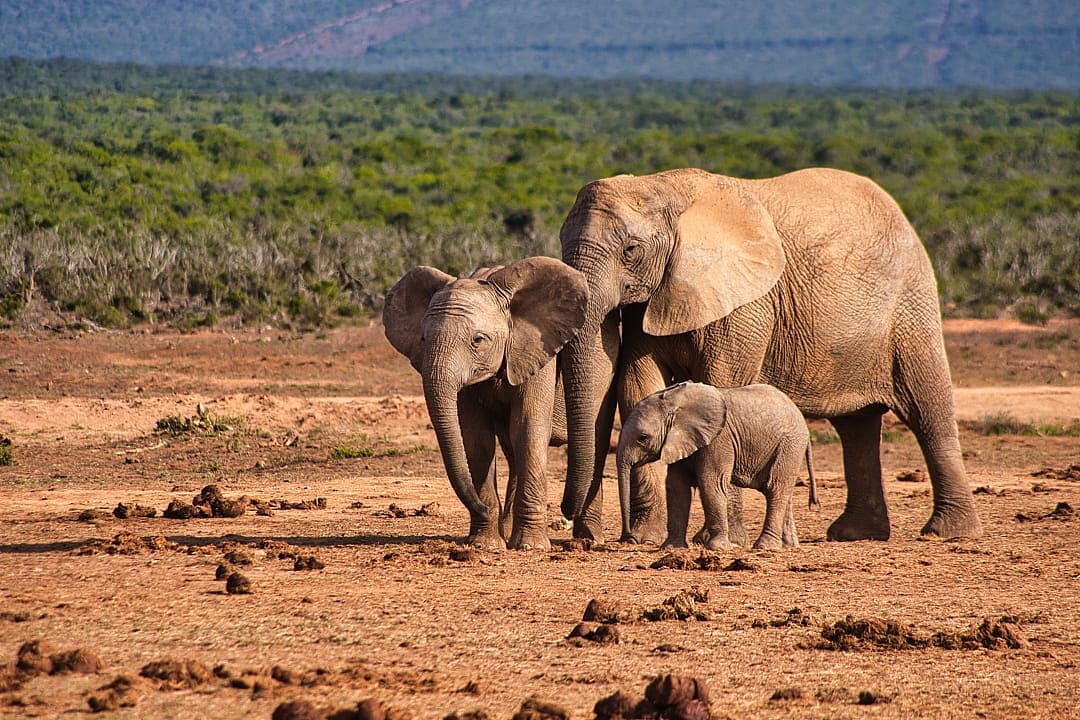 Addo National Park, South Africa.