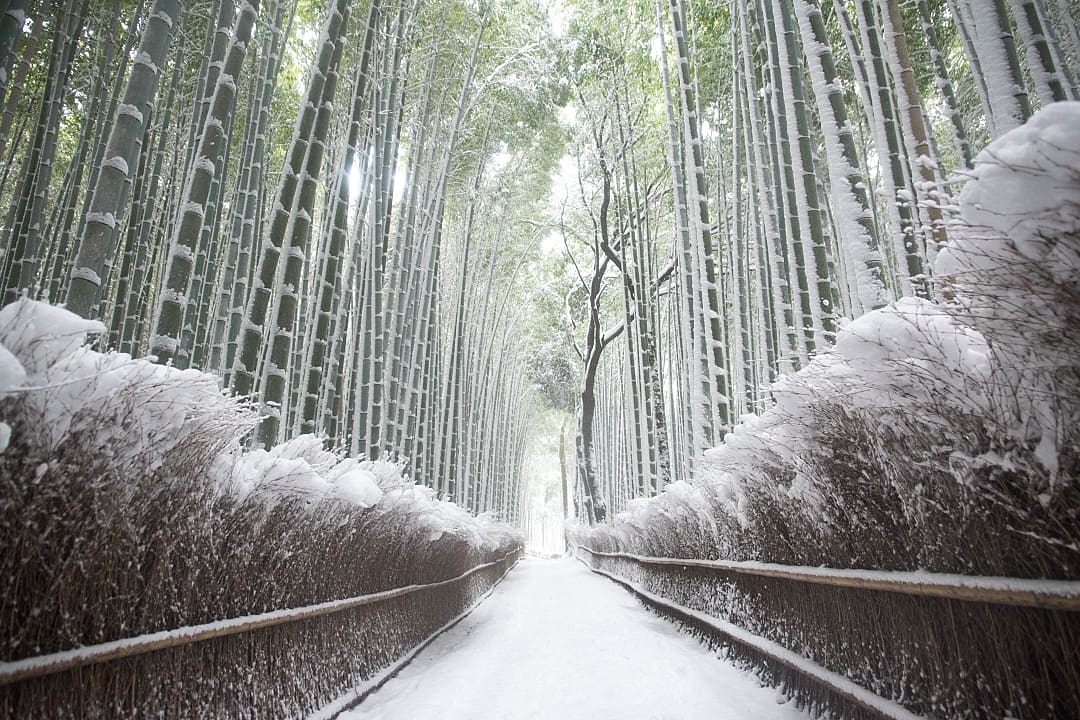 The Arashiyama Bamboo Grove in Kyoto, Japan