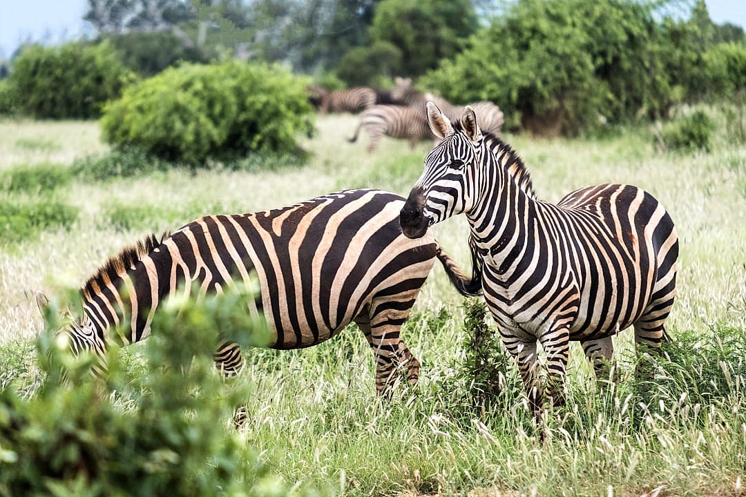 Tsavo East National Park, Kenya