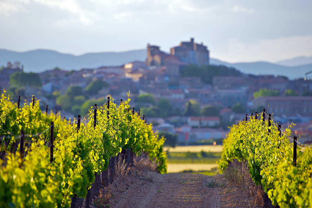 Vineyard in the The Chateau of Puissalicon in Languedoc-Roussillon, France