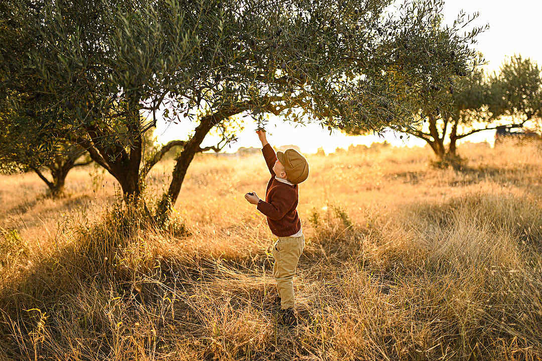 A boy picks olives in the Peloponnese