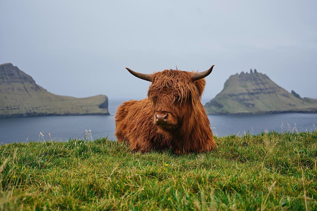 Highland cow resting on grassy cliffs overlooking the sea and islands in the Faroe Islands.