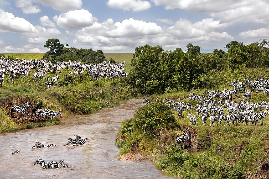 Zebra migration in Maasai Mara, Kenya