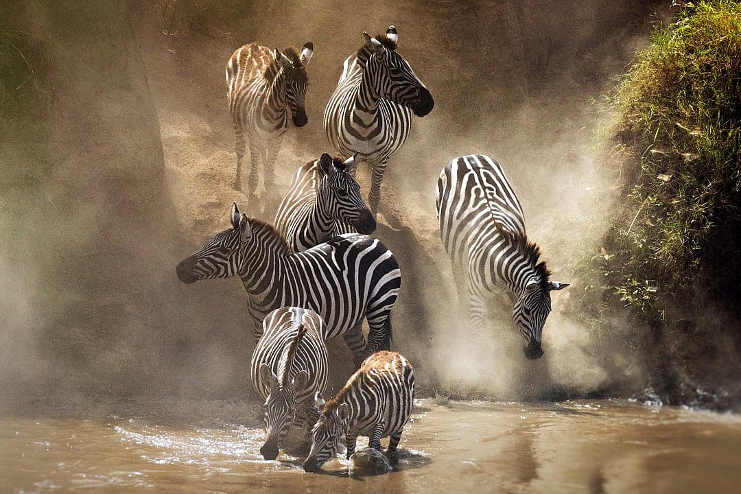 Zebras crossing the Mara River during the Great Migration in Kenya.