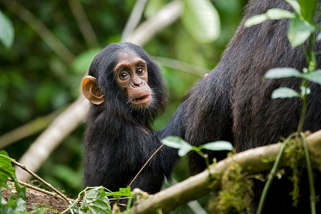 A chimpanzee in Kibale Forest.