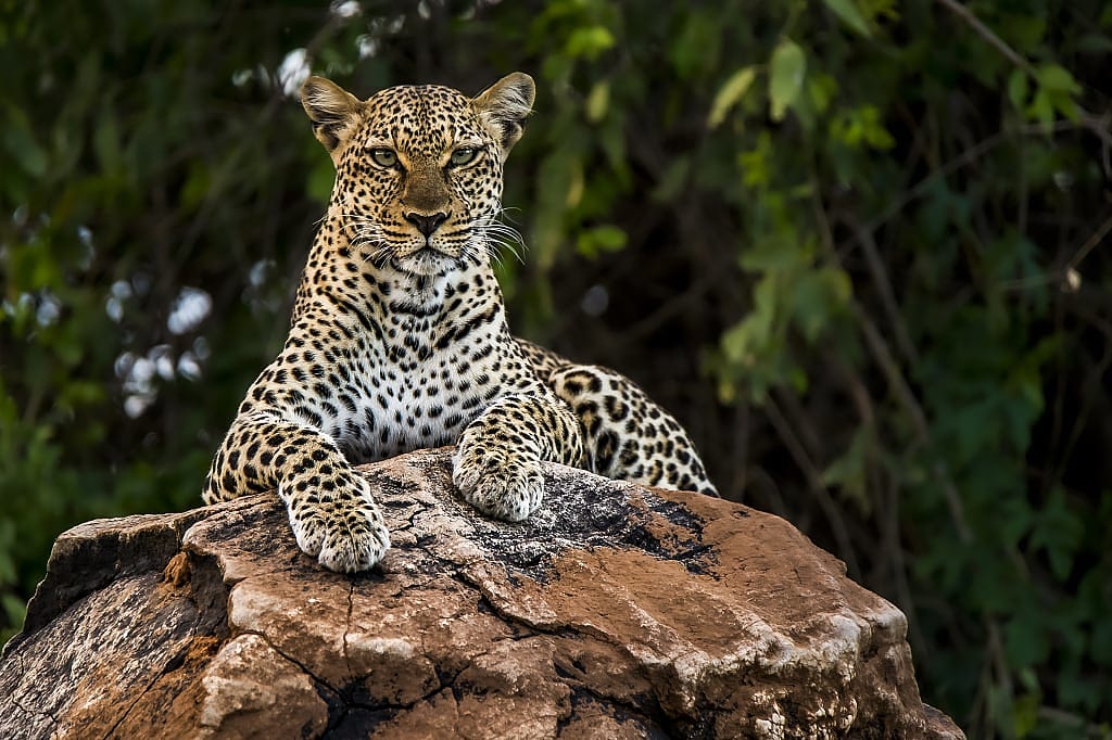 Leopard in Samburu National Reserve, Kenya