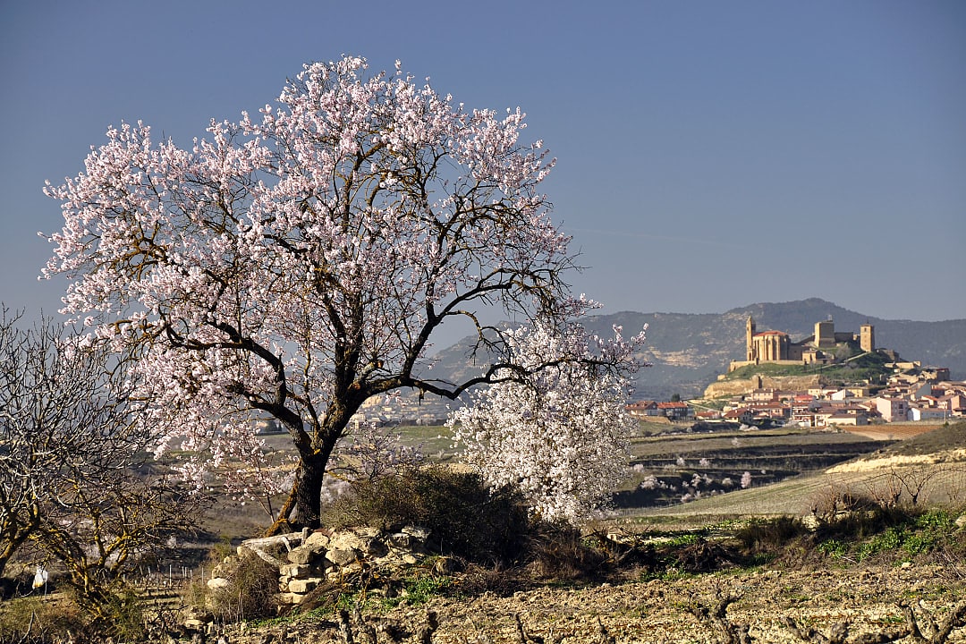 Almond tree blossom during winter in La Rioja, Spain