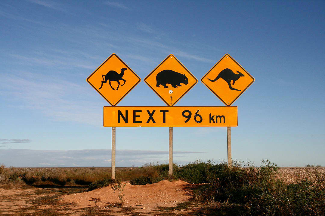 Watch for camels, wombats, and kangaroos on endless Outback roads.