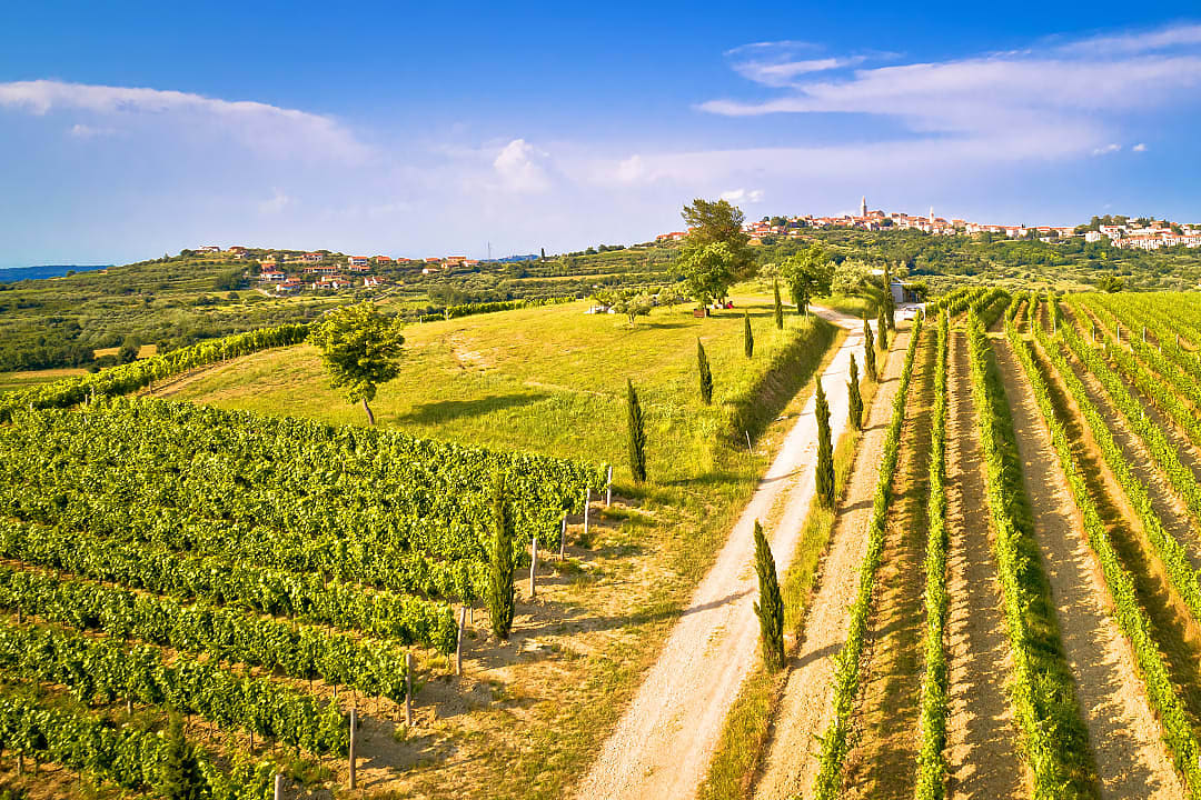 The wine region of Istria, Croatia.