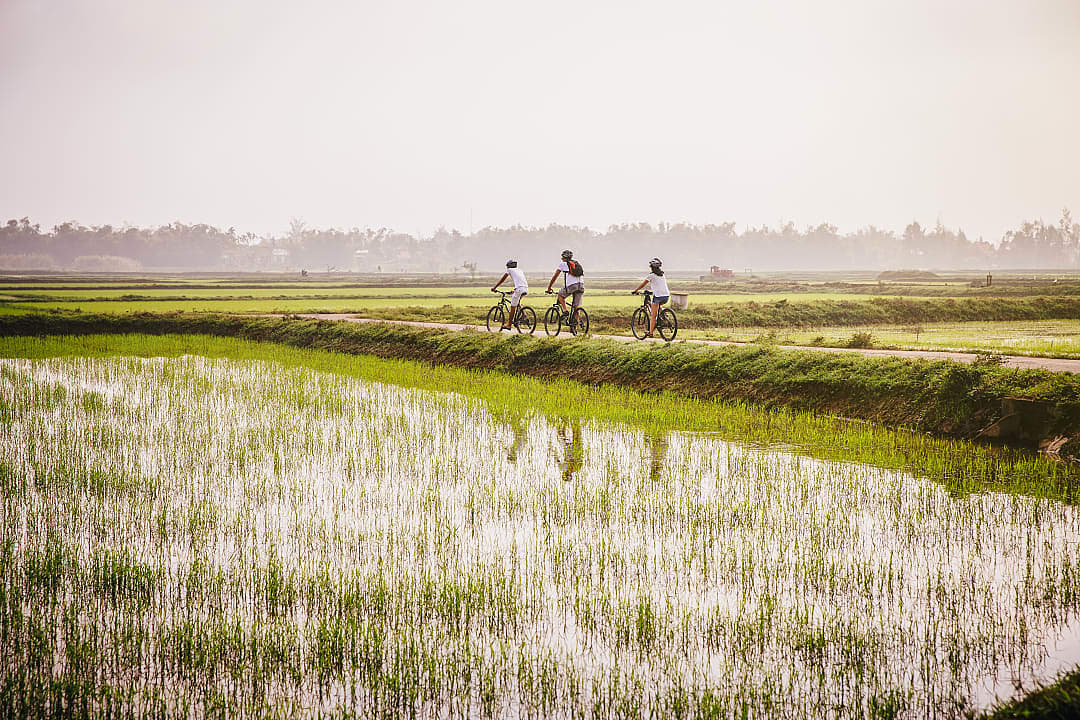 Family biking along the rice fields in Vietnam