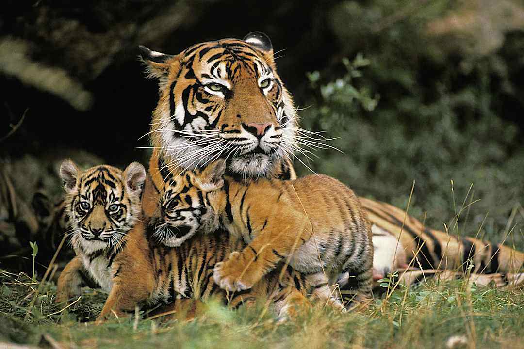 Sumatran Tiger with her cubs, Indonesia.