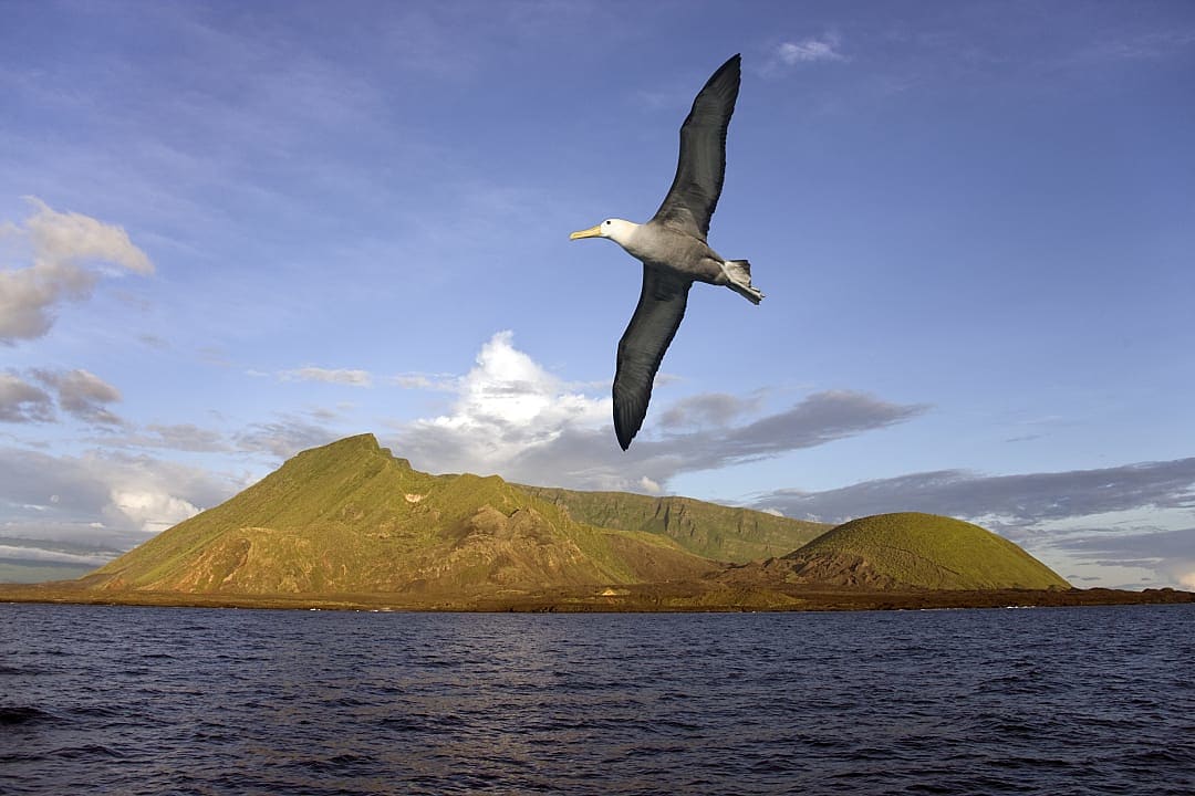 Albatross flying near volcano on Isabella Island, Galapagos