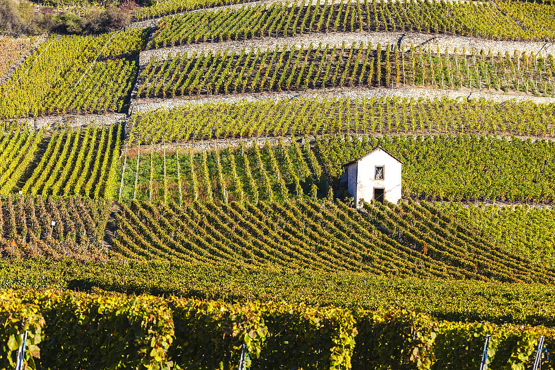 Vineyards in Valais, Switzerland