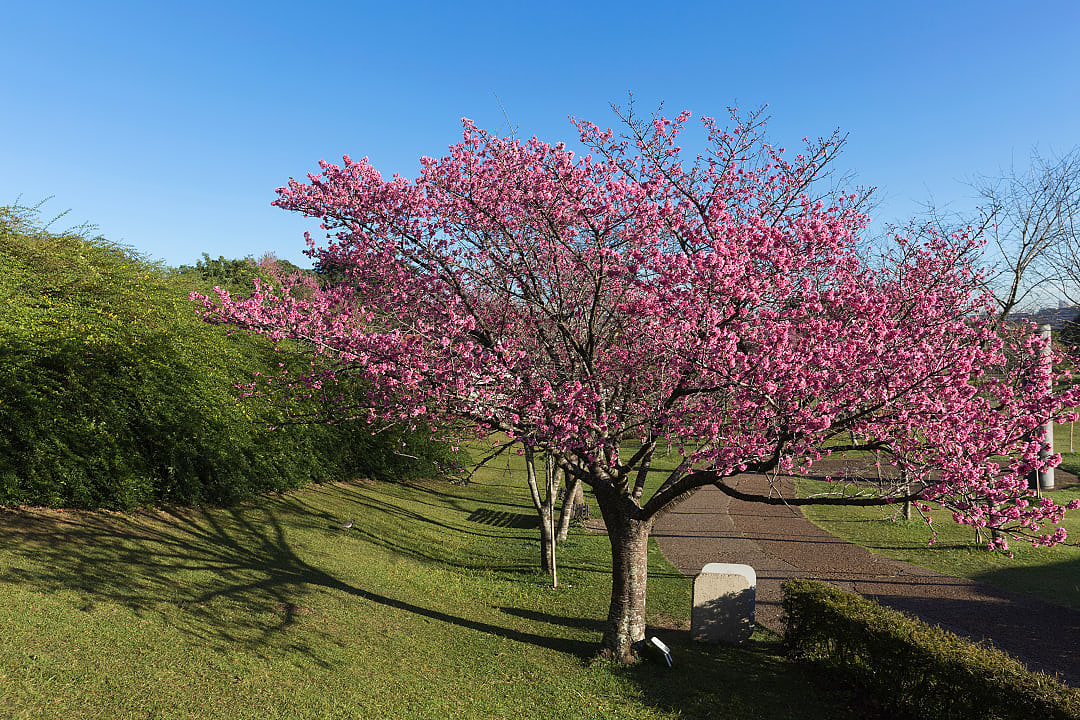 Cherry blossoms in Curitiba Botanic Gardens in Brazil