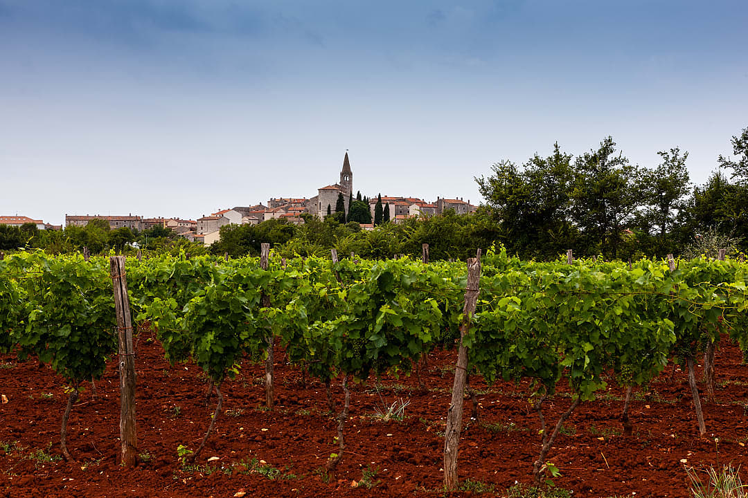 A wine farm in Istria which makes use of Terra Rossa.