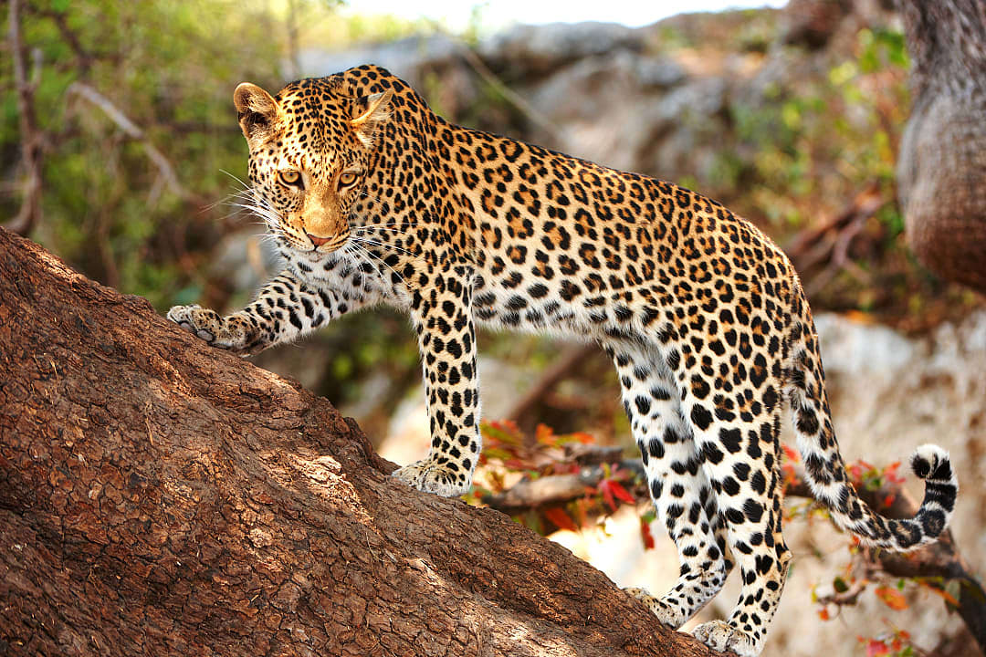 A leopard on a tree branch, spotted during a safari in the Welgevonden Game Reserve.