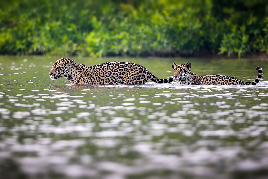 Jaguars walking through the river in Pantanal, Brazil