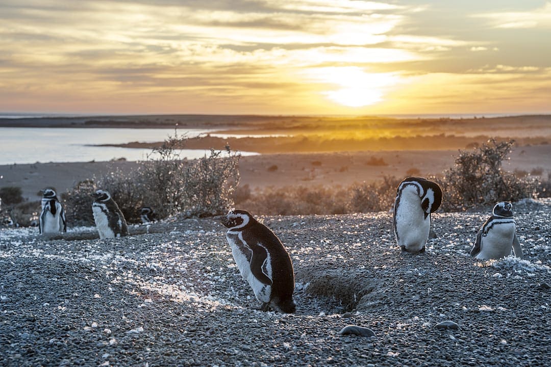 Magallenic penguins at Punta Tombo in Argentina