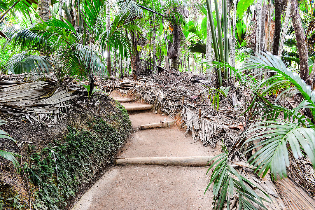 Hiking path through Vallée de Mai Nature Reserve on Praslin Island.