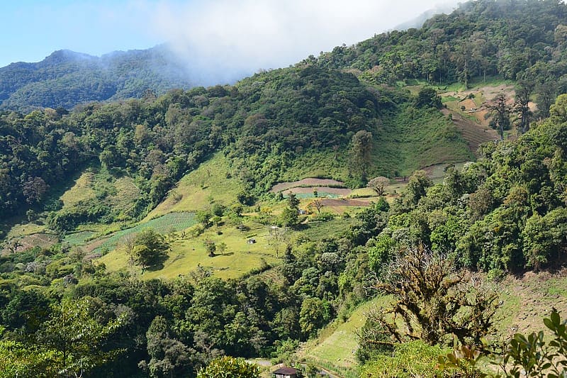 Green fields in Boquete, Panama