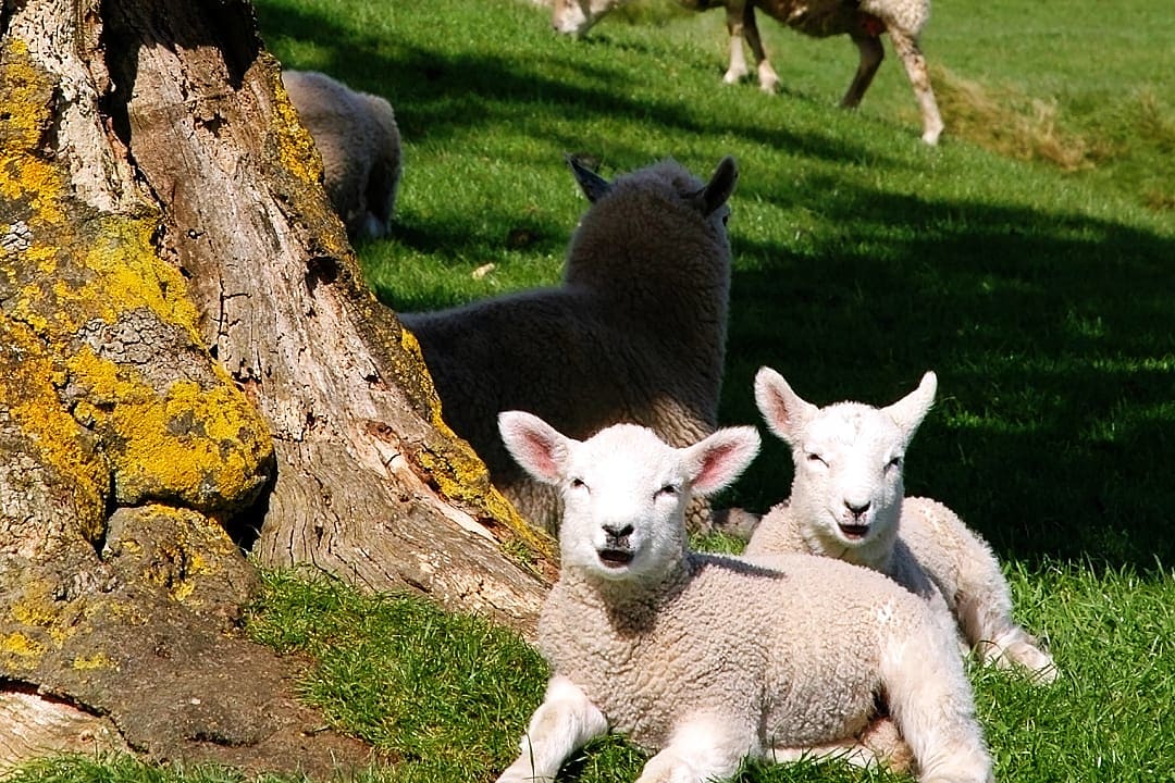Spring lambs in Auckland, New Zealand