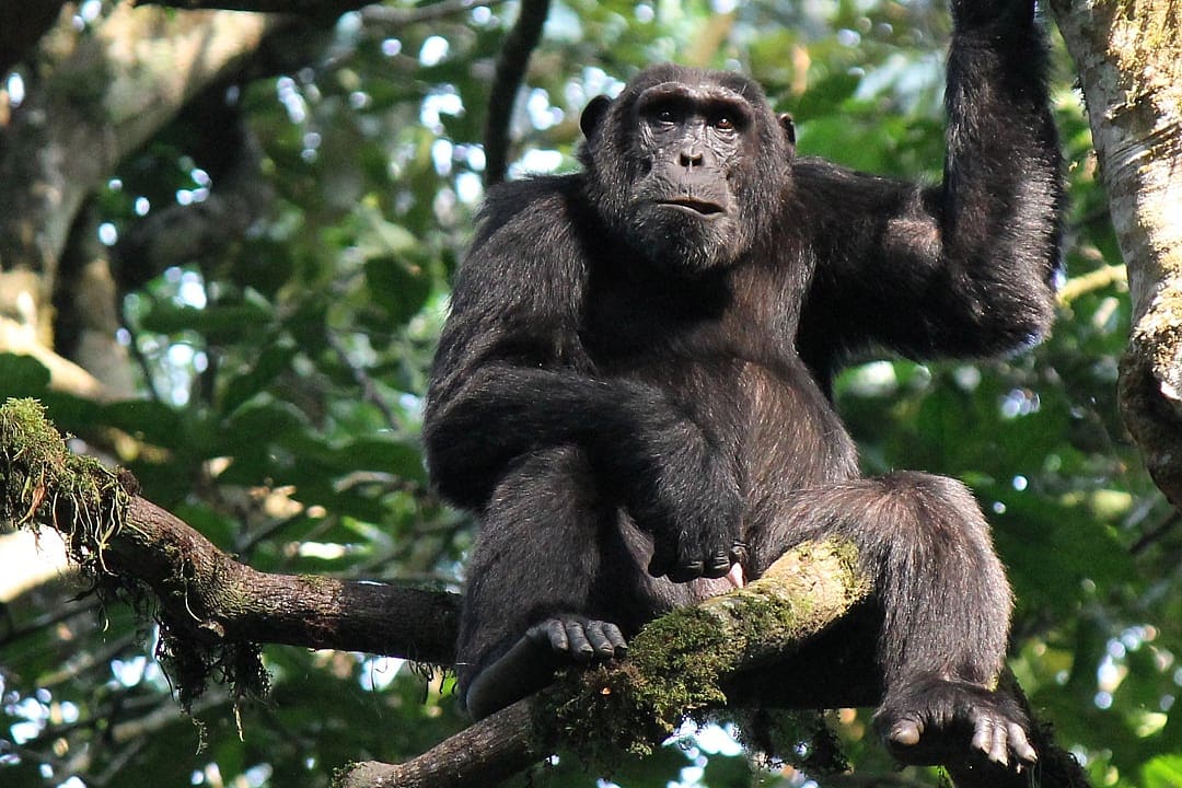 Chimpanzee at Kibale Forest National Park in Uganda.