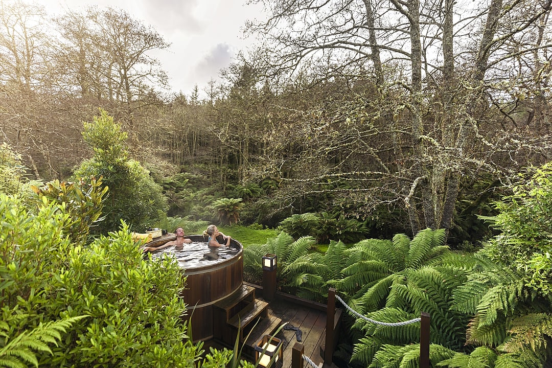 Lush New Zealand forest. Photo courtesy of: Miles Holden New Zealand Tourism