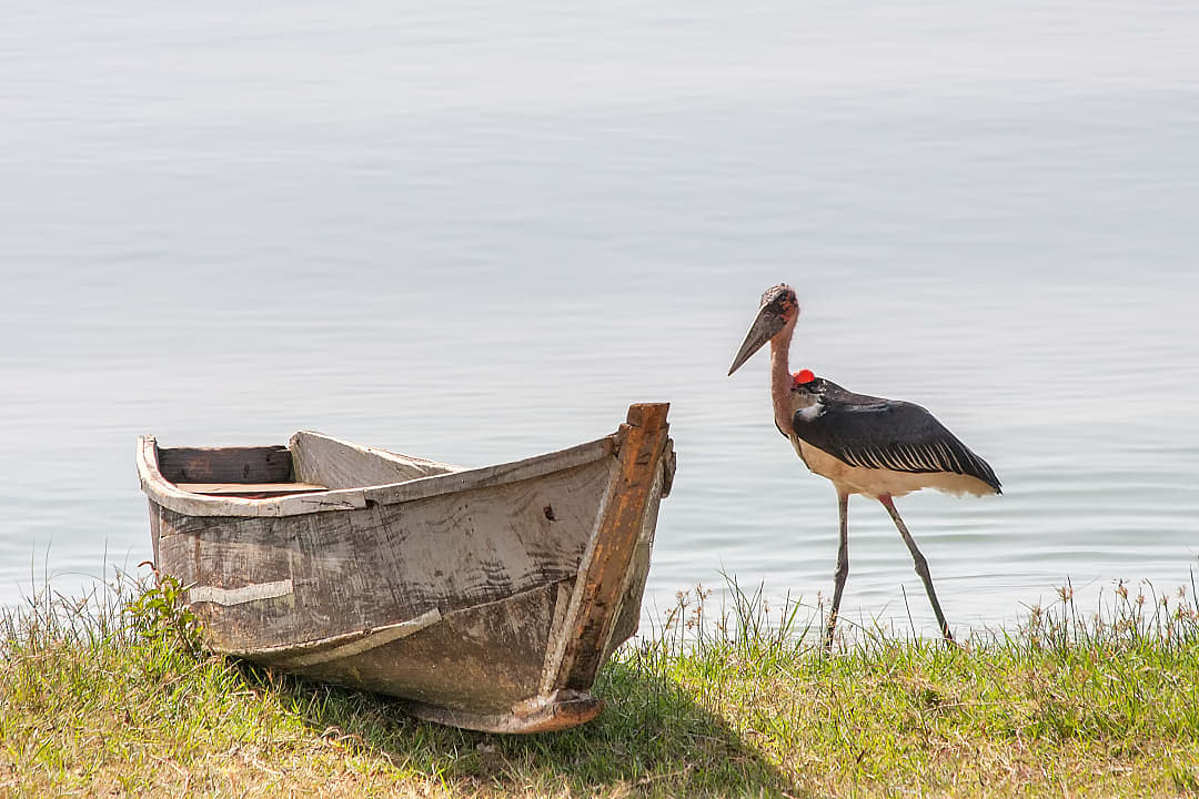 Marabou Stork bird on shore of Lake Victoria in Uganda.