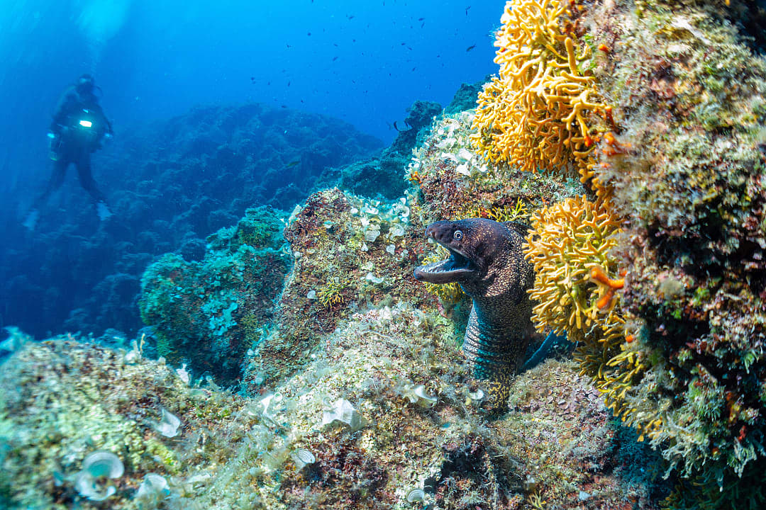 Scuba diver observing Moray eel in Zakynthos, Greece