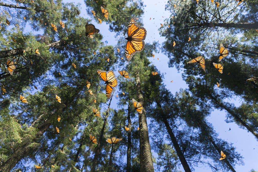 Monarch butterflies migrating through the forest at Rosario Sanctuary in Michoacán, Mexico