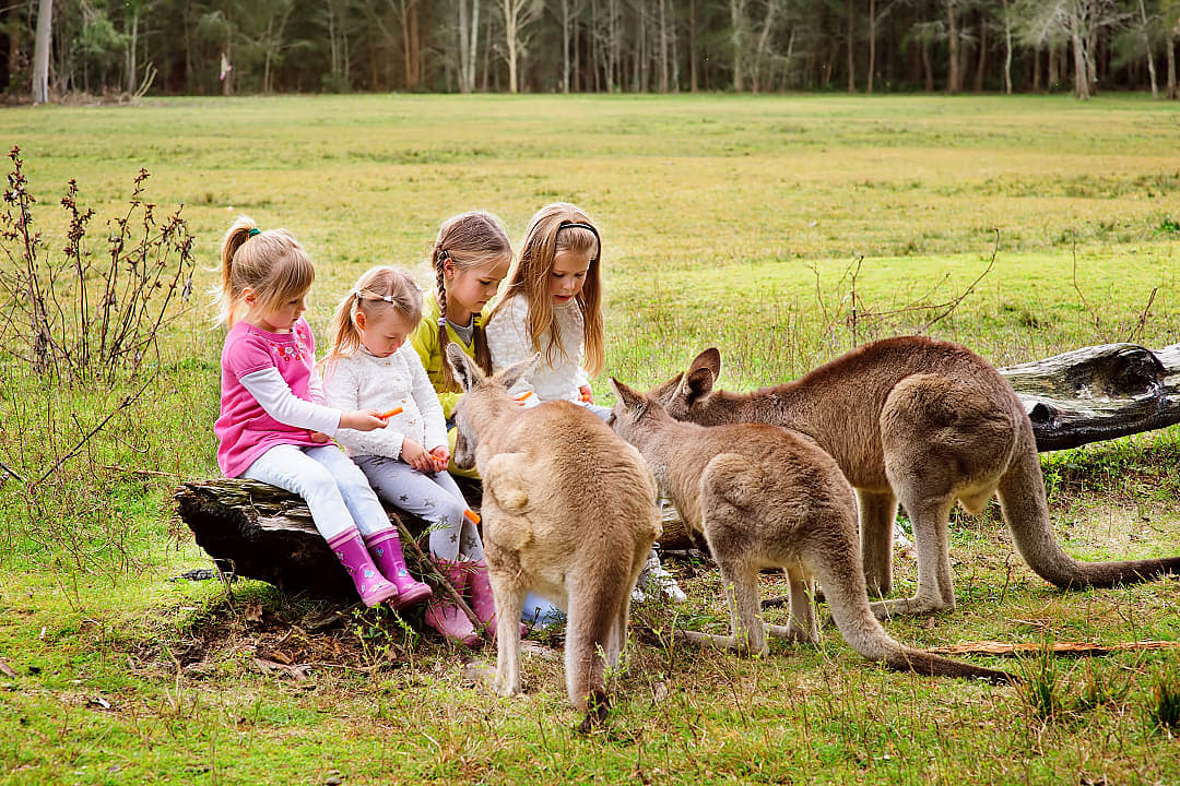 Young girls feeding kangaroos at a kangaroo sanctuary in Australia