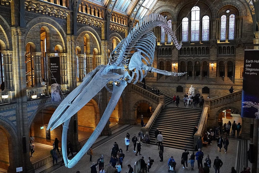 Natural History Museum in London