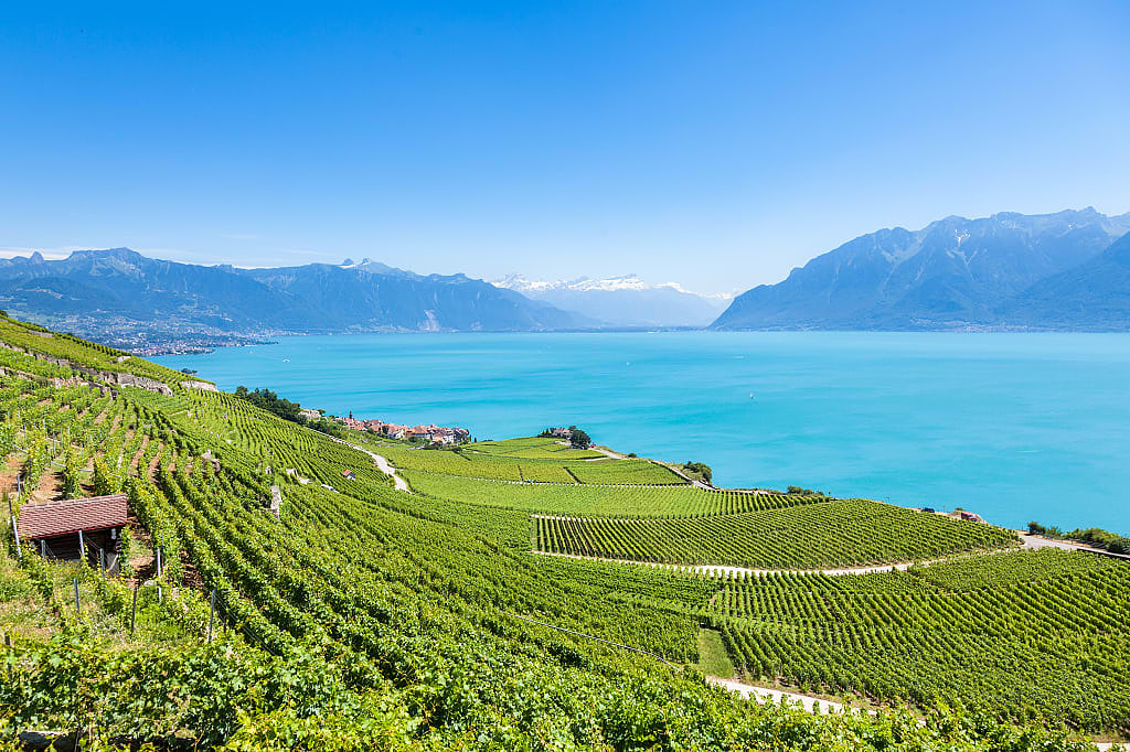 Vineyards in Lavaux region on Lake Geneva