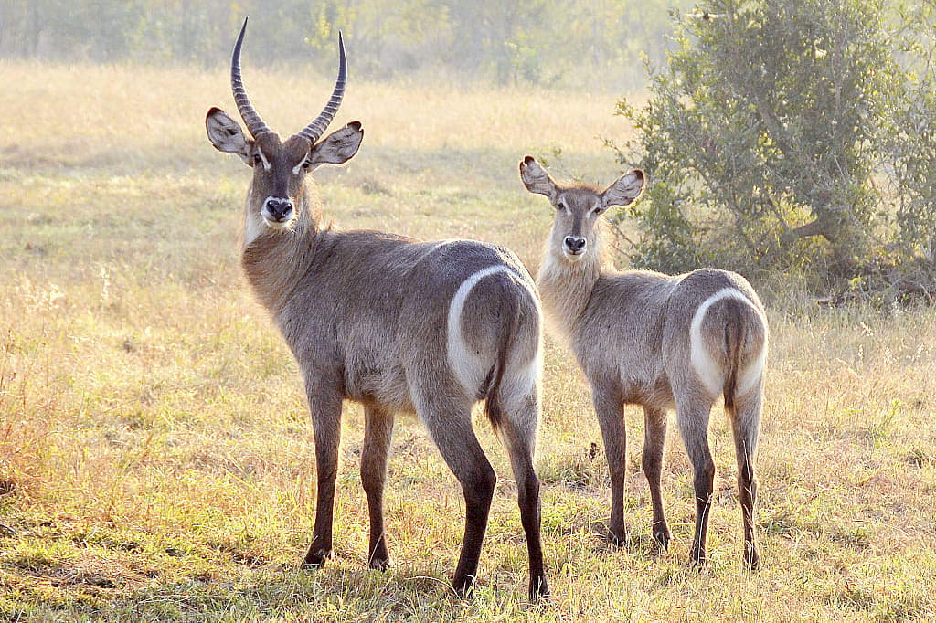 Two waterbucks in Sabi Sands, South Africa