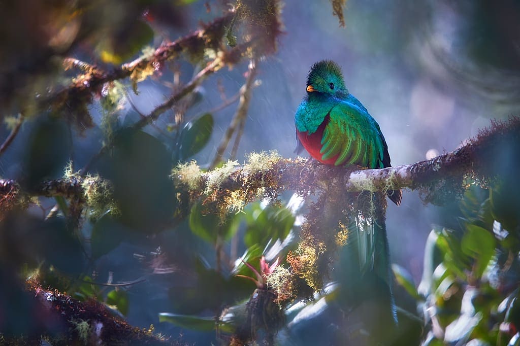 A vibrantly colored quetzal in Costa Rica