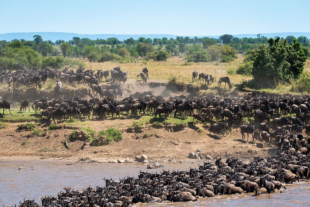 Wildebeest river crossing during the great migration in East Serengeti, Tanzania