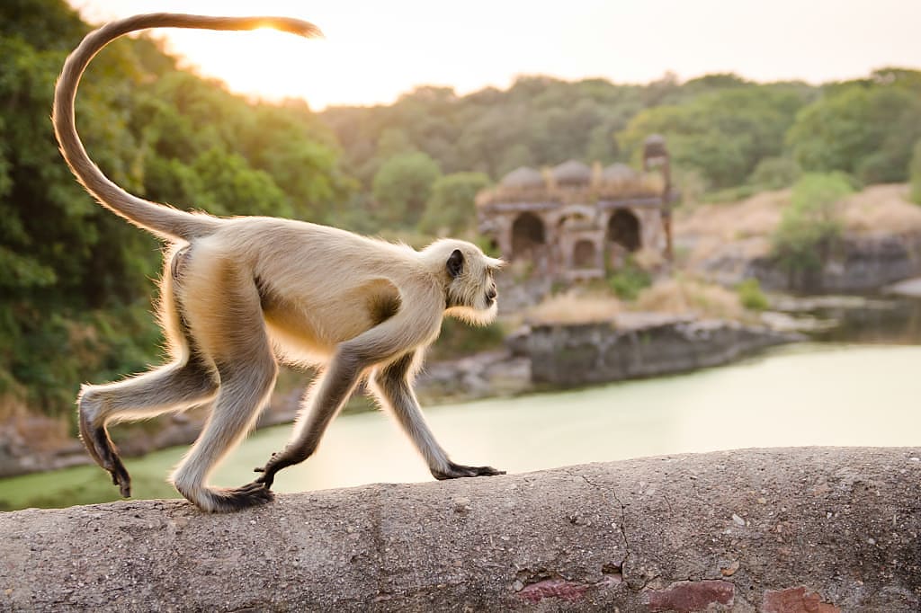 Ranthambore National Park, India