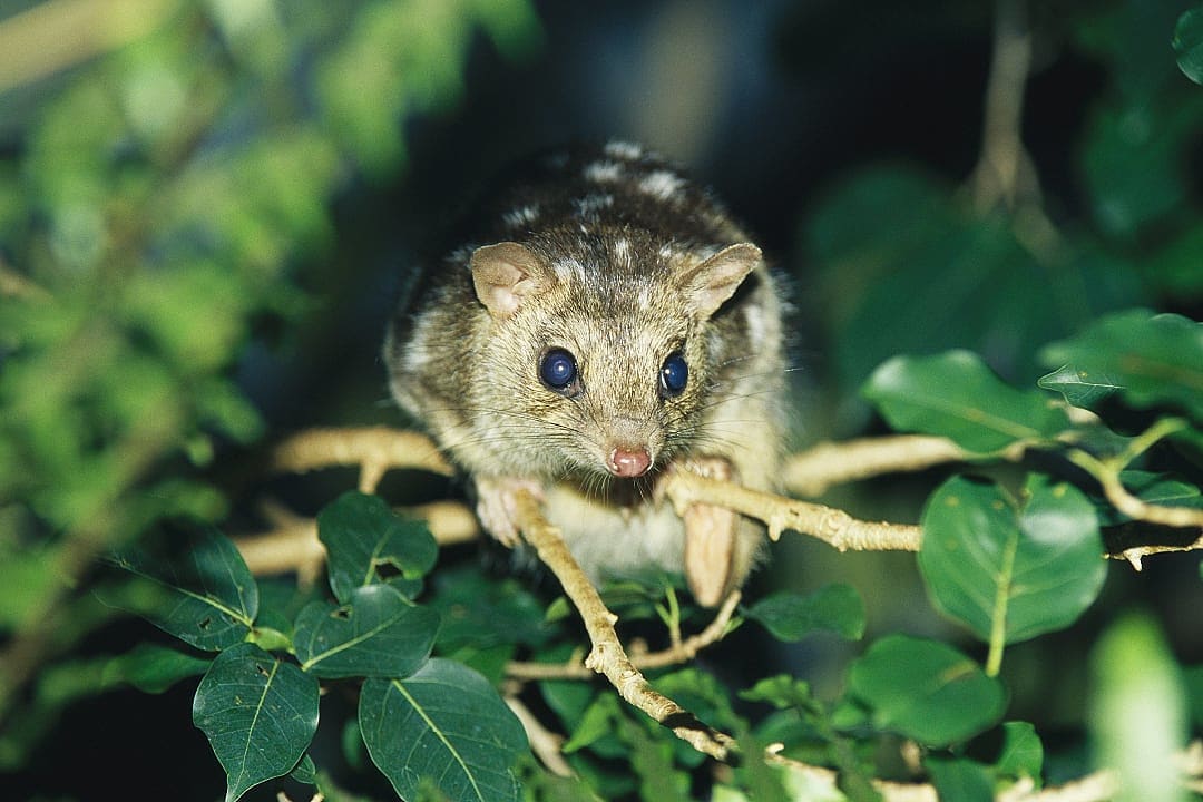 Small spotted marsupial, a Northern Quoll, perched on a tree branch.