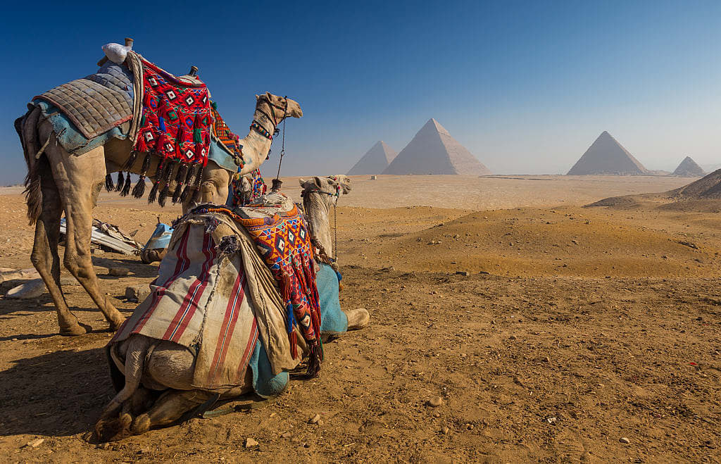 Camels in the Giza Plateau with a view of the pyramids in Egypt