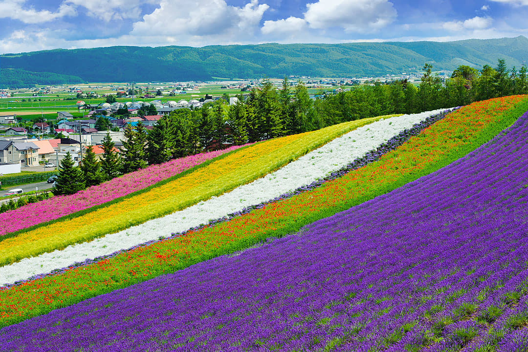 Fields of lavender and flowers in Hokkaido, Japan