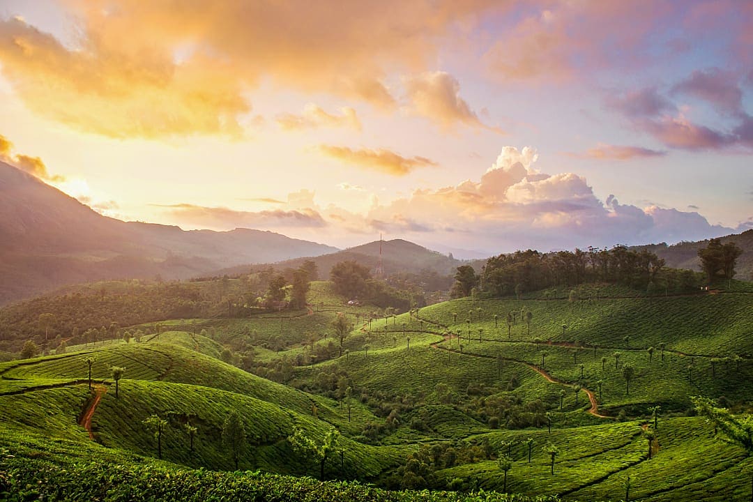 Tea plantations in Kerala, India