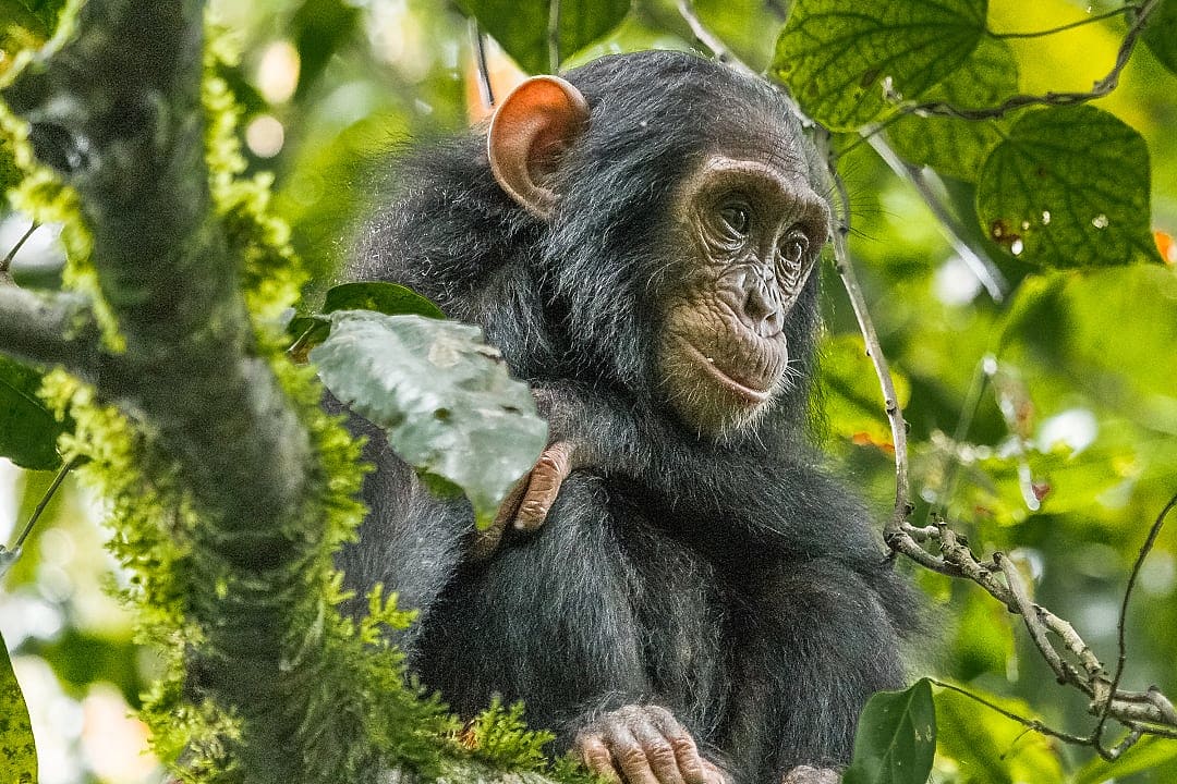 Chimpanzee in Uganda