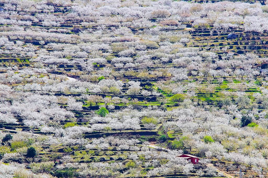 Cherry blossom on the hillside at Jerte Valley, Spain