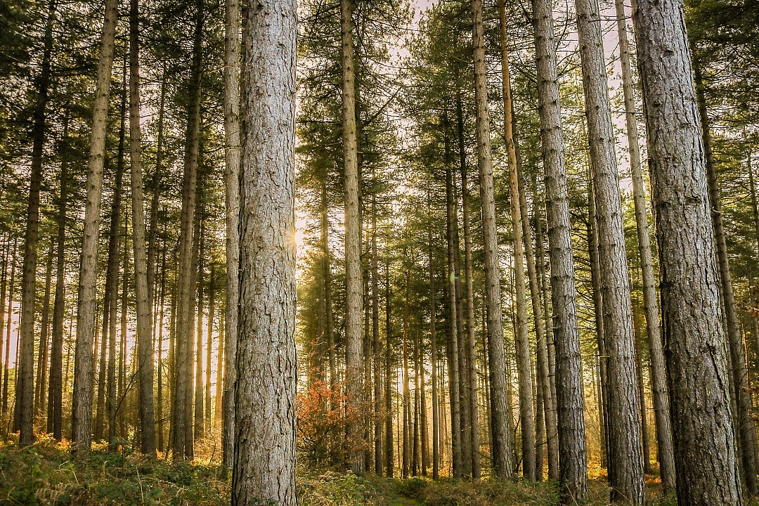 Sherwood Forest in Nottinghamshire, England