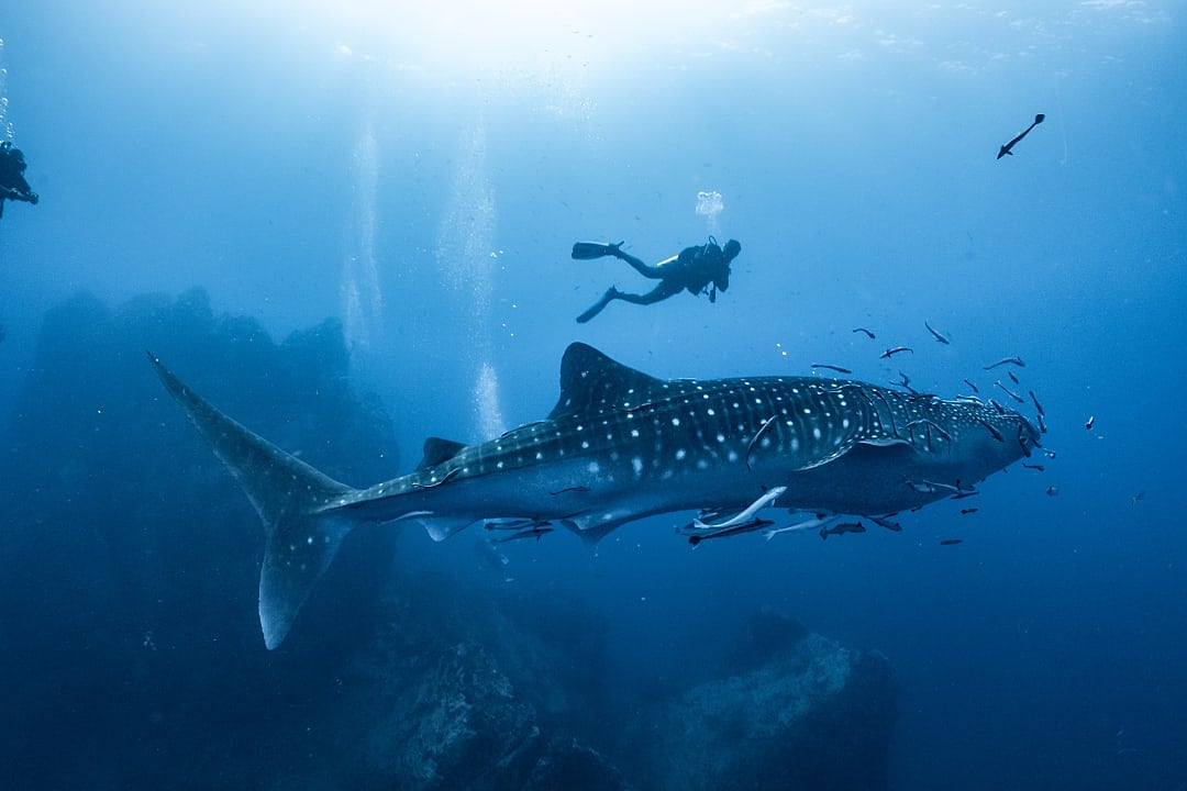 Diver swimming with a majestic whale shark in the Maldives.