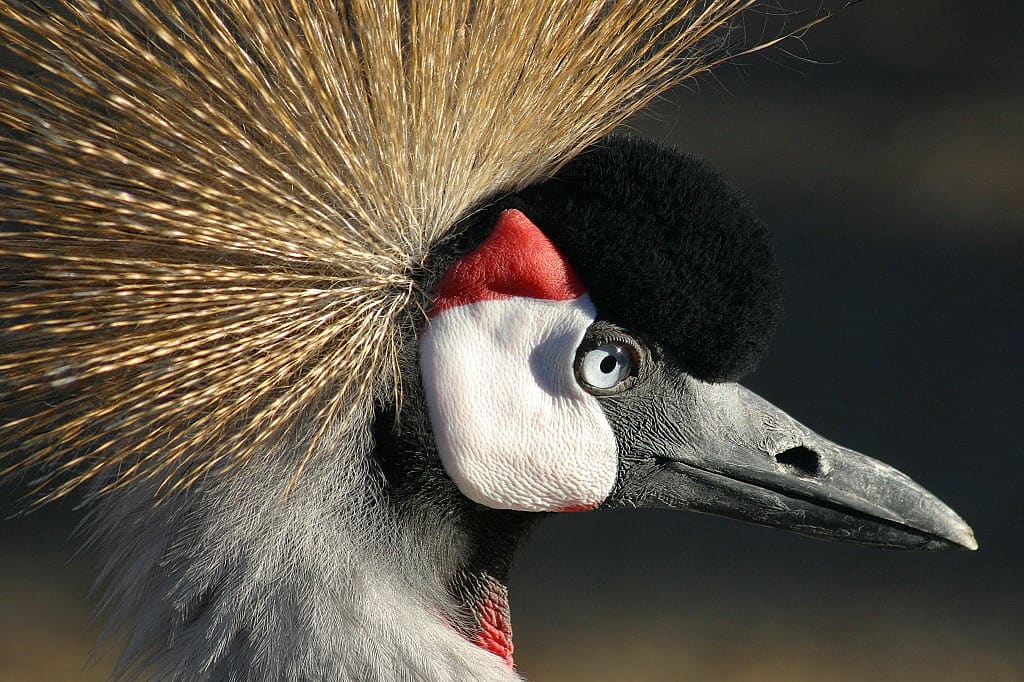 Close up of crowned crane in Kenya
