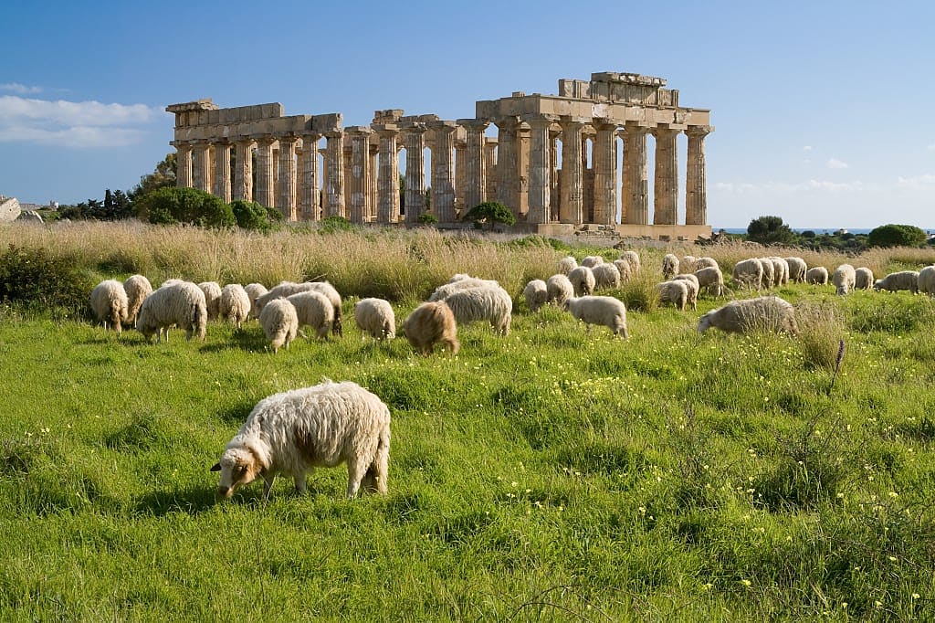 Sheep grazing in grass near Temple E at Selinus in Sicily