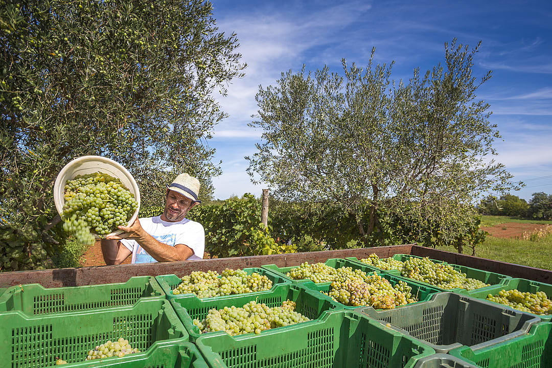 Vendemmia on a farm in Pula, Istria.